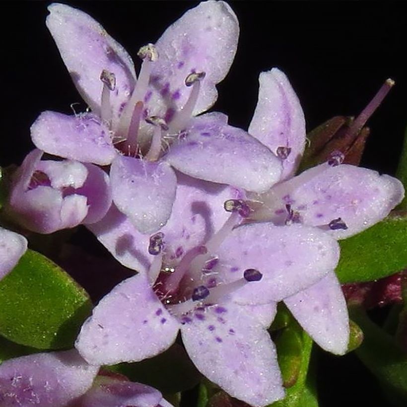 Myoporum parvifolium Fleurs roses - Myoporie (Flowering)