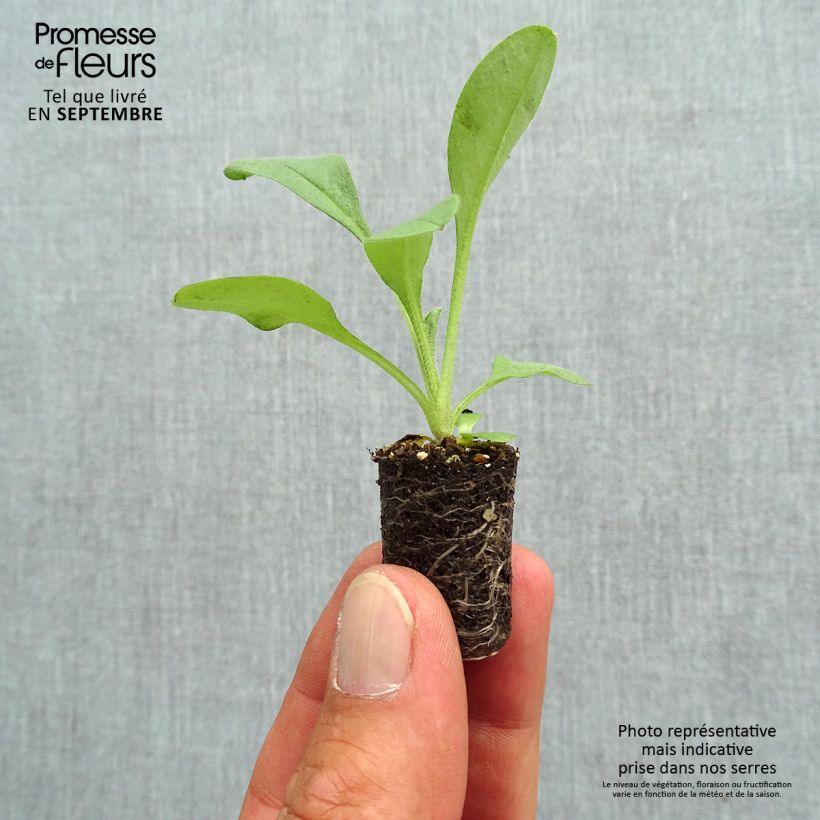 Example of Vergissmeinnicht Blue Sylva - Myosotis sylvatica Mini-Plug Ø 1,5/2,5 cm as you get in automne