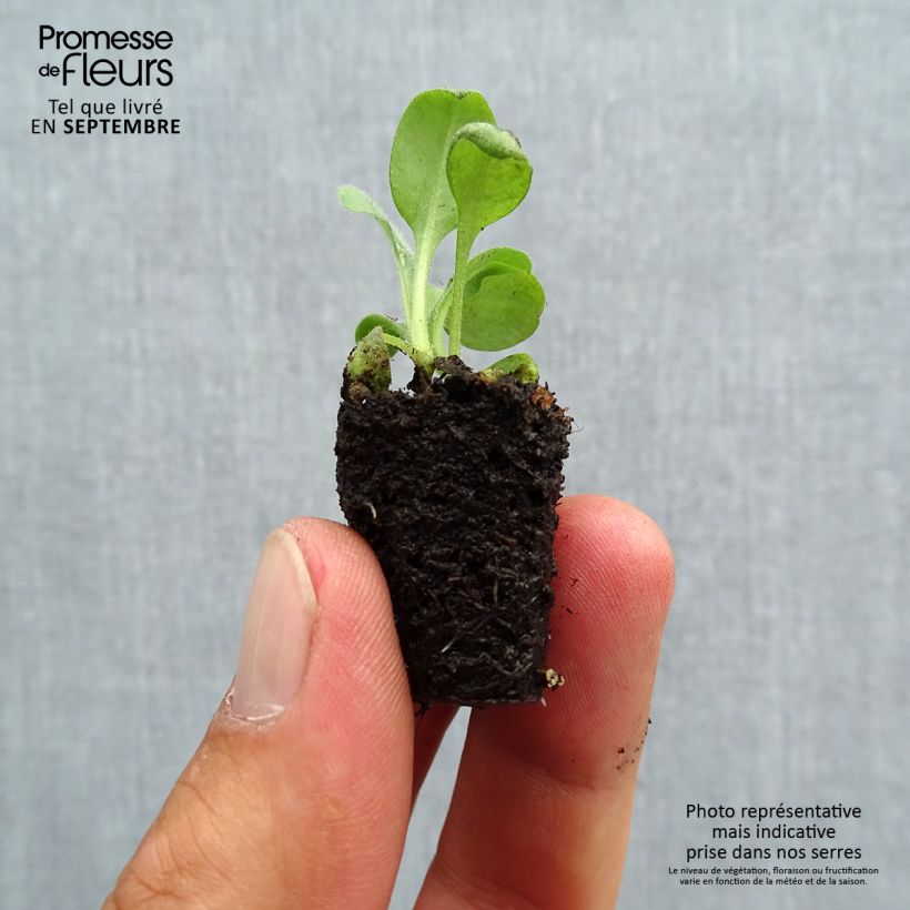 Example of Vergissmeinnicht Rosylva - Myosotis sylvatica Mini-Plug Ø 3/4 cm as you get in automne