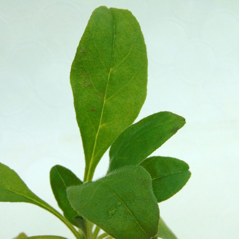 Vergissmeinnicht Rosylva - Myosotis sylvatica (Foliage)