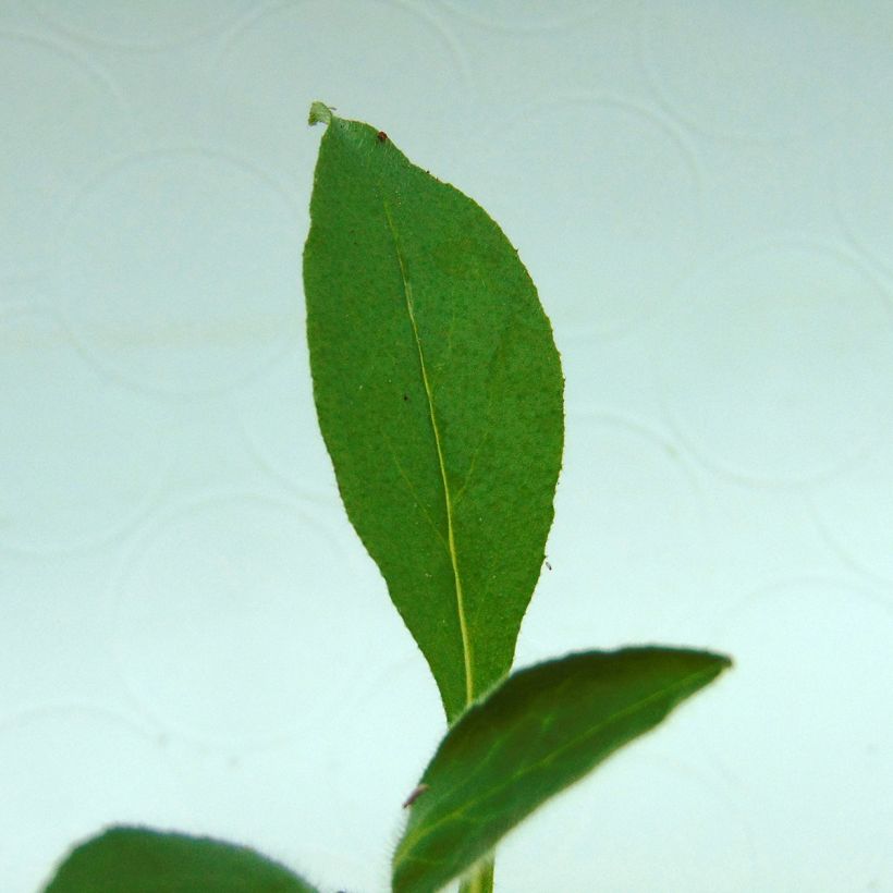 Vergissmeinnicht Snowsylva - Myosotis sylvatica (Foliage)