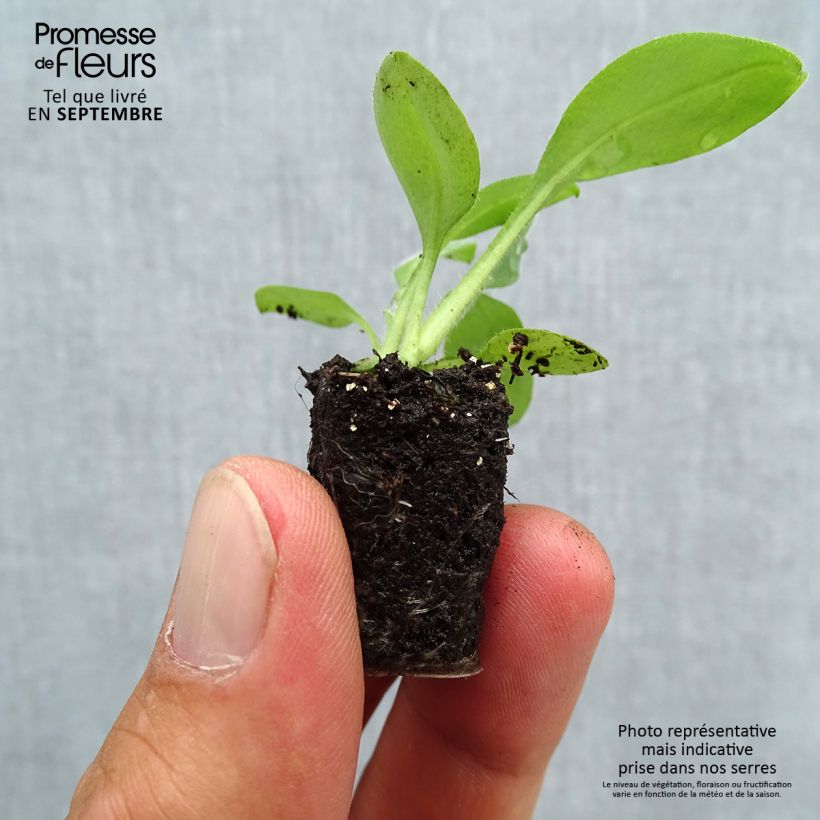 Example of Vergissmeinnicht Snowsylva - Myosotis sylvatica Mini-Plug Ø 3/4 cm as you get in automne