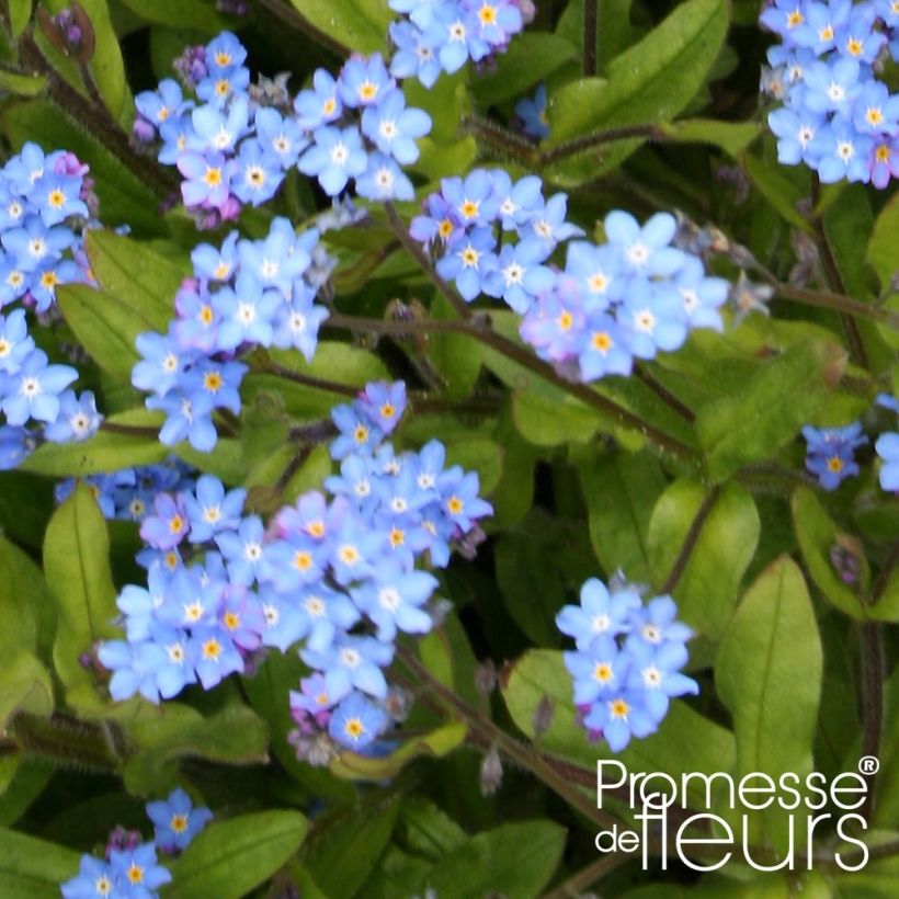 Vergissmeinnicht Savoie Blau - Myosotis sylvatica (Foliage)