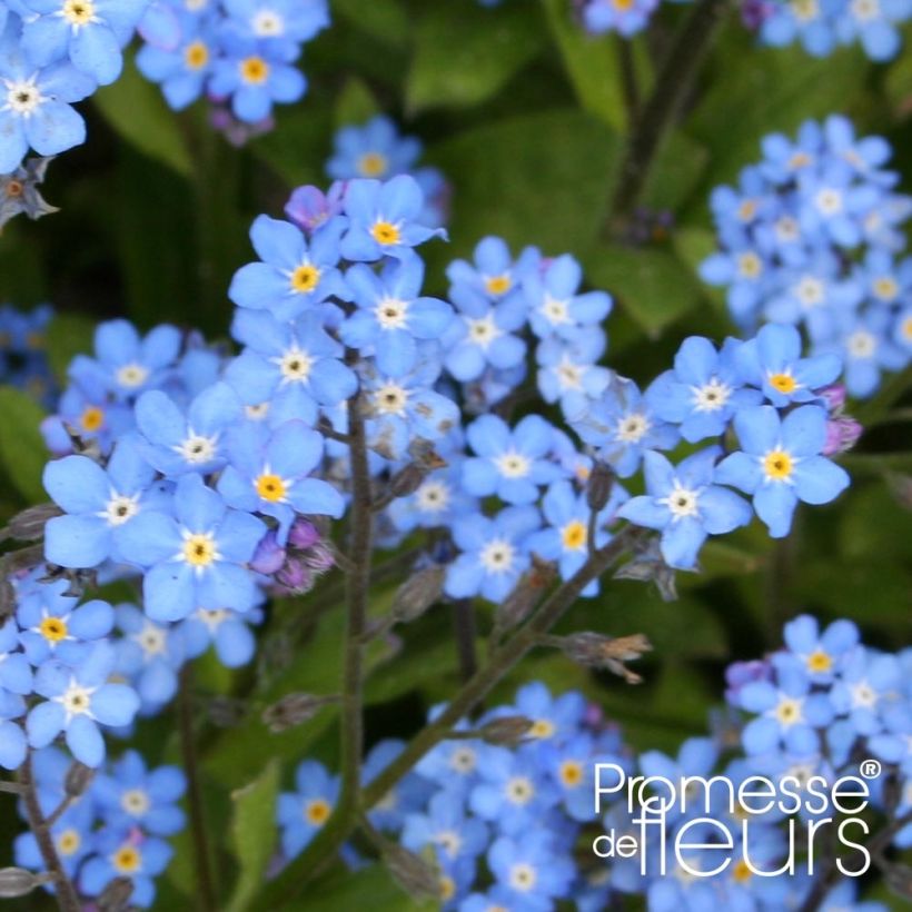 Vergissmeinnicht Savoie Blau - Myosotis sylvatica (Flowering)