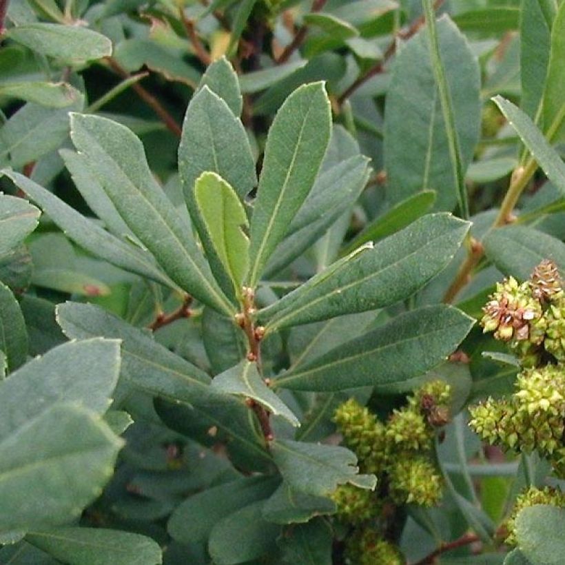 Myrica gale - Gagelstrauch (Foliage)