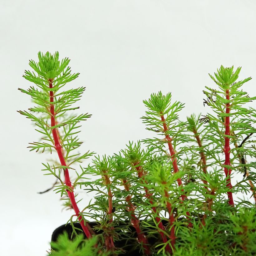 Myriophyllum brasiliense - Brasilianisches Tausendblatt (Foliage)