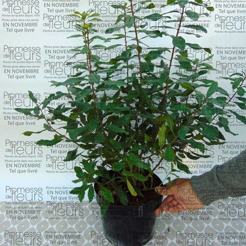 Example of Myrica pensylvanica - Nördlicher Gagelstrauch Topf mit 3L/4L as you get