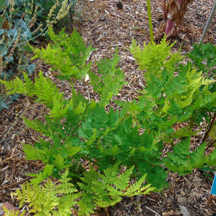 Süßdolde - Myrrhis odorata (Plant habit)