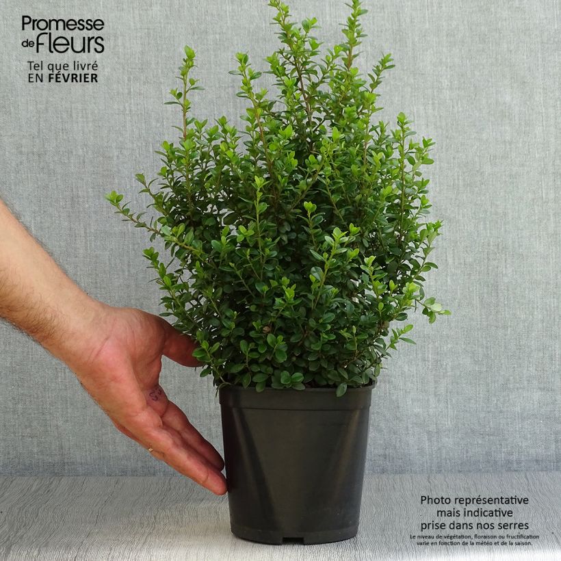 Example of Myrsine africana - Afrikanische Myrsine Topf mit 2L/3L as you get in automne