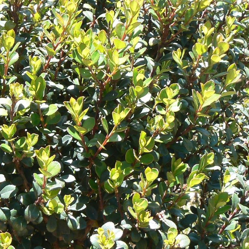 Myrsine africana - Afrikanische Myrsine (Foliage)