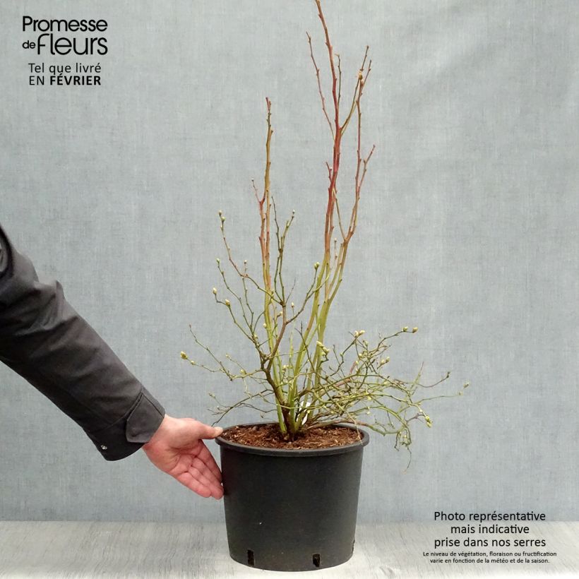 Exemplar von Amerikanische Blaubeere Goldtraube - Vaccinium corymbosum Topf mit 7,5L/10L, Strauch wie im Winter geliefert