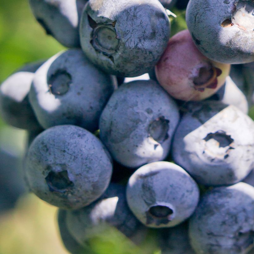 Amerikanische Blaubeere Blue pearl - Vaccinium corymbosum (Harvest)