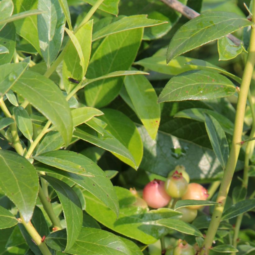 Amerikanische Blaubeere Duke - Vaccinium corymbosum (Foliage)