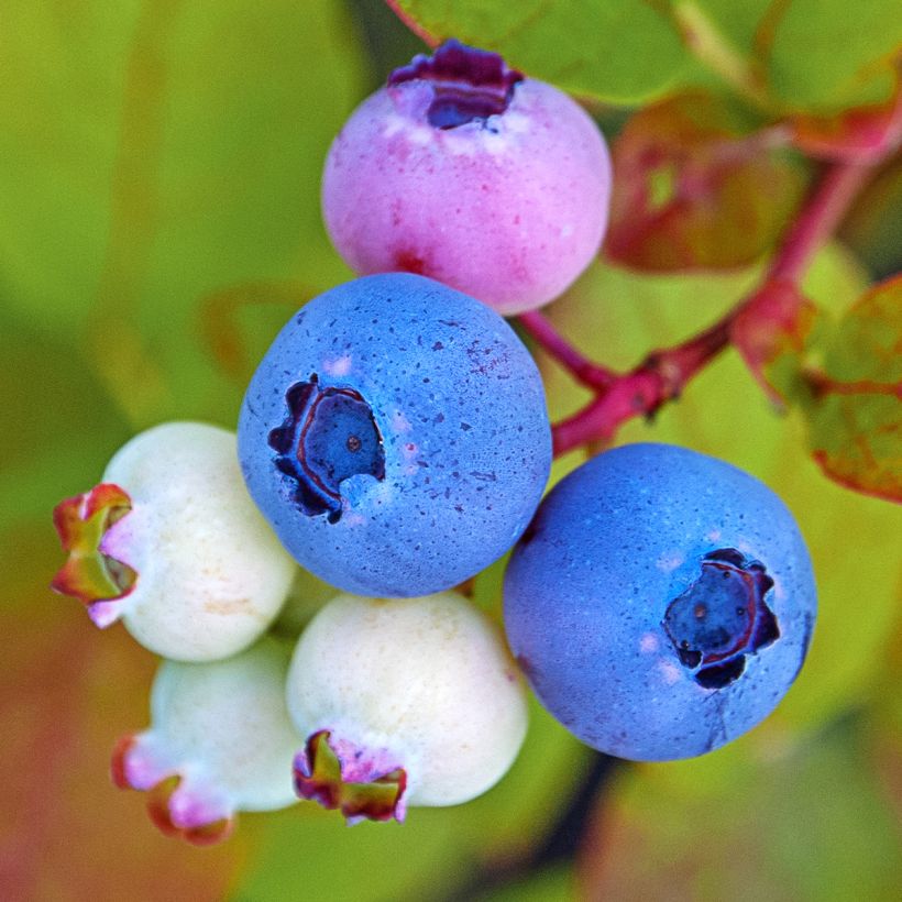 Amerikanische Blaubeere Legacy - Vaccinium corymbosum (Harvest)