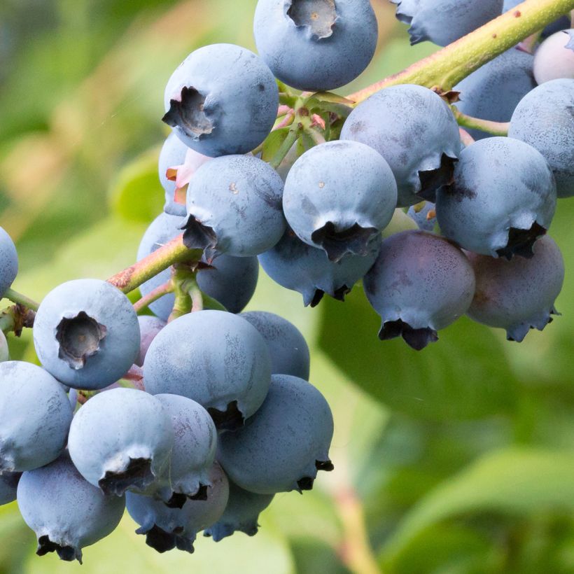 Amerikanische Blaubeere North Blue - Vaccinium corymbosum (Harvest)