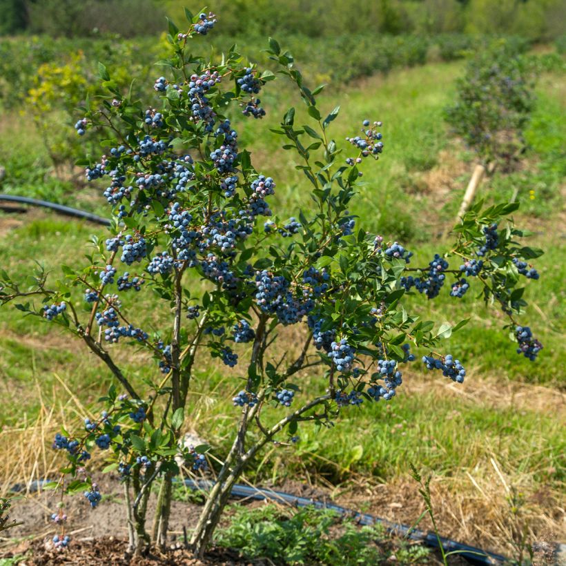Amerikanische Blaubeere North Blue - Vaccinium corymbosum (Plant habit)