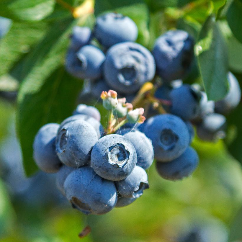 Amerikanische Blaubeere Northland - Vaccinium corymbosum (Harvest)