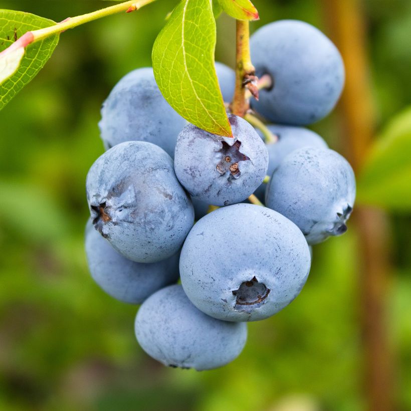 Amerikanische Blaubeere Rubel - Vaccinium corymbosum (Harvest)
