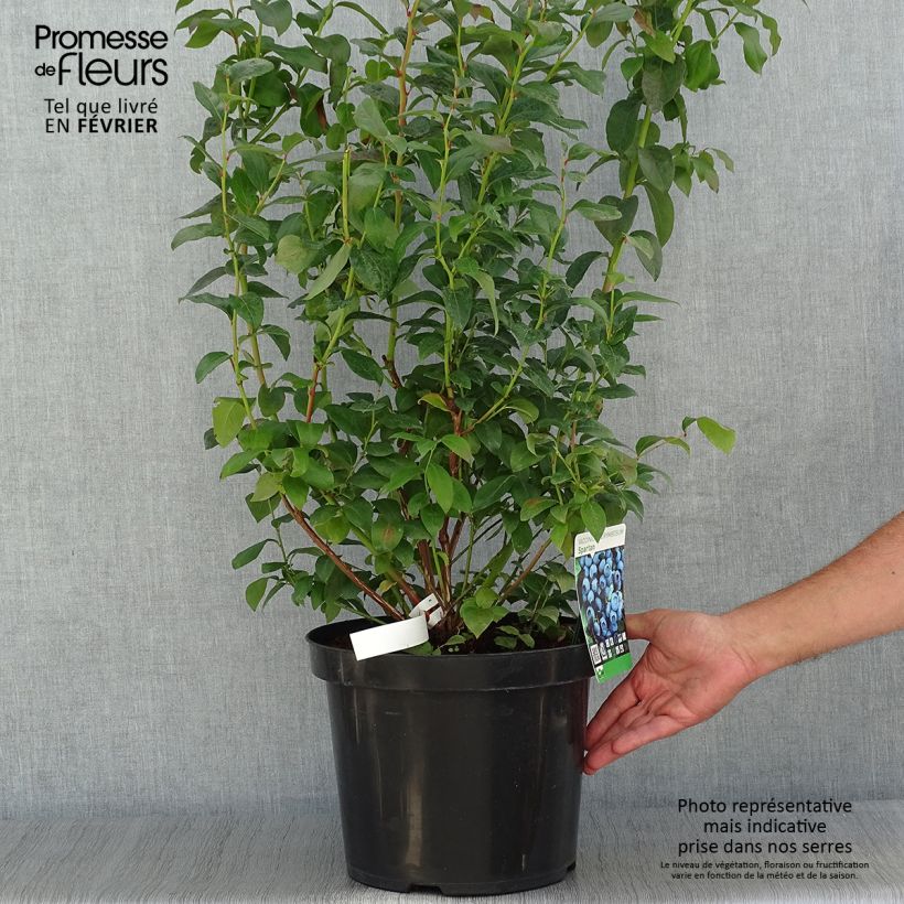 Example of Amerikanische Blaubeere Spartan - Vaccinium corymbosum Topf mit 7,5L/10L as you get in automne