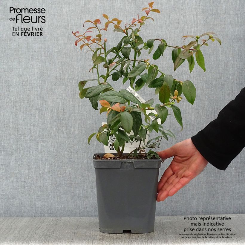 Exemplar von Amerikanische Blaubeere Atlantic - Vaccinium corymbosum Topf mit 4L/5L wie im Winter geliefert