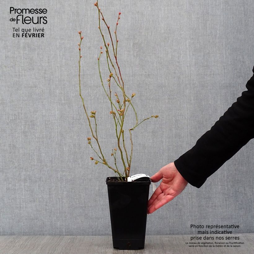 Exemplar von Amerikanische Blaubeere Berkeley - Vaccinium corymbosum Topf mit 1,5L/2L wie im Winter geliefert