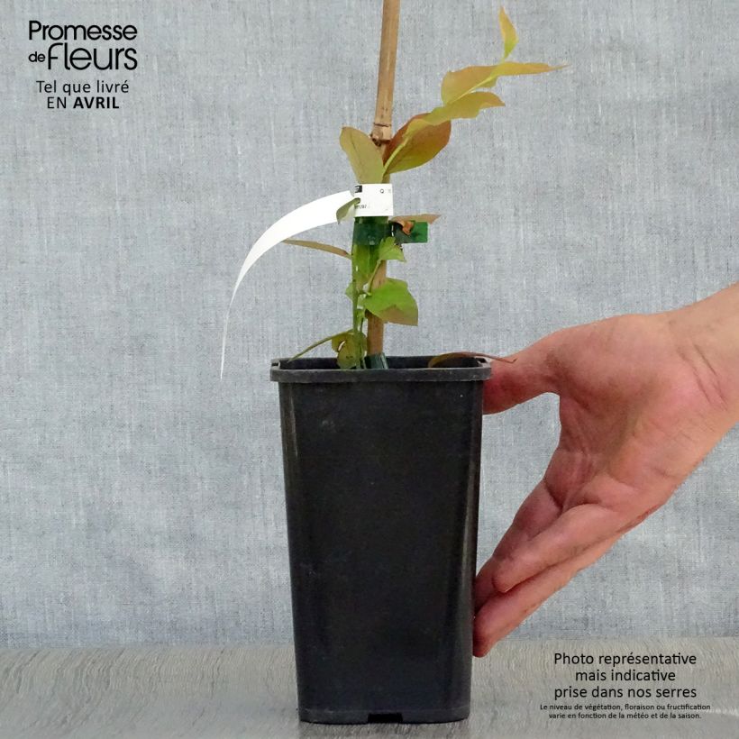 Exemplar von Amerikanische Blaubeere Brigitta - Vaccinium corymbosum Topf mit 1,5L/2L, Strauch wie im Frühjahr geliefert