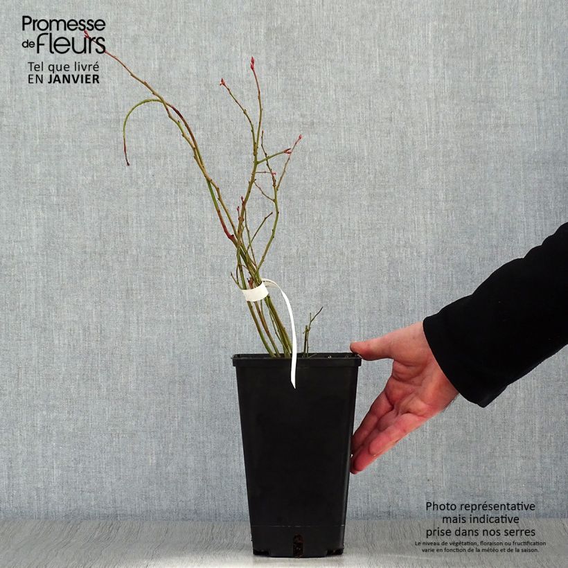 Exemplar von Amerikanische Blaubeere Ivanhoe - Vaccinium corymbosum Topf mit 1,5L/2L, Strauch wie im Winter geliefert