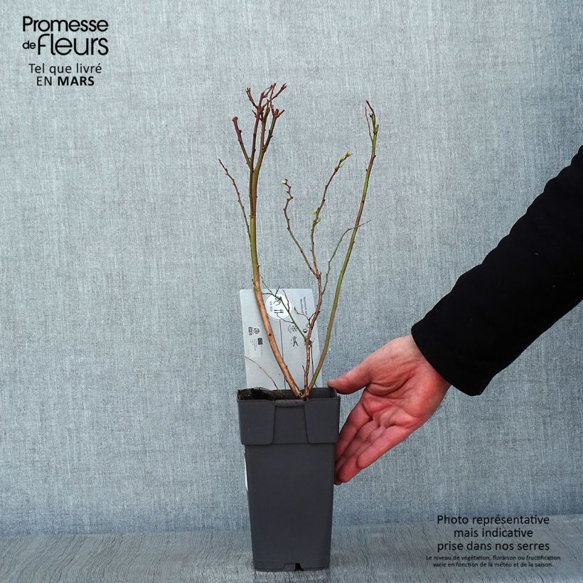 Exemplar von Amerikanische Blaubeere Northland - Vaccinium corymbosum Topf mit 1,5L/2L wie im Winter geliefert