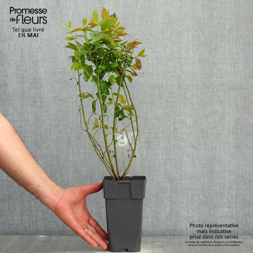 Exemplar von Amerikanische Blaubeere Northland - Vaccinium corymbosum Topf mit 1,5L/2L wie im Frühjahr geliefert