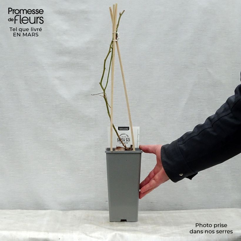 Exemplar von Amerikanische Blaubeere Blue Gold - Vaccinium corymbosum Topf mit 1,5L/2L, Strauch wie im Frühjahr geliefert