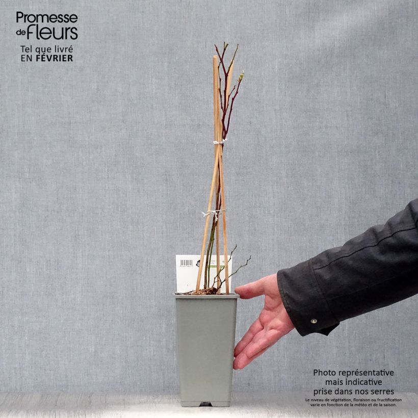 Exemplar von Amerikanische Blaubeere Blue Gold - Vaccinium corymbosum Topf mit 1,5L/2L, Strauch wie im Winter geliefert