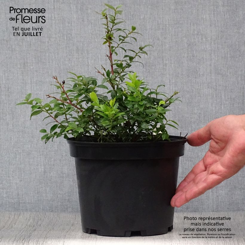 Exemplar von Heidelbeere Brazelberry Berrybux - Vaccinium angustifolium Topf 10 cm/11cm wie im Sommer geliefert