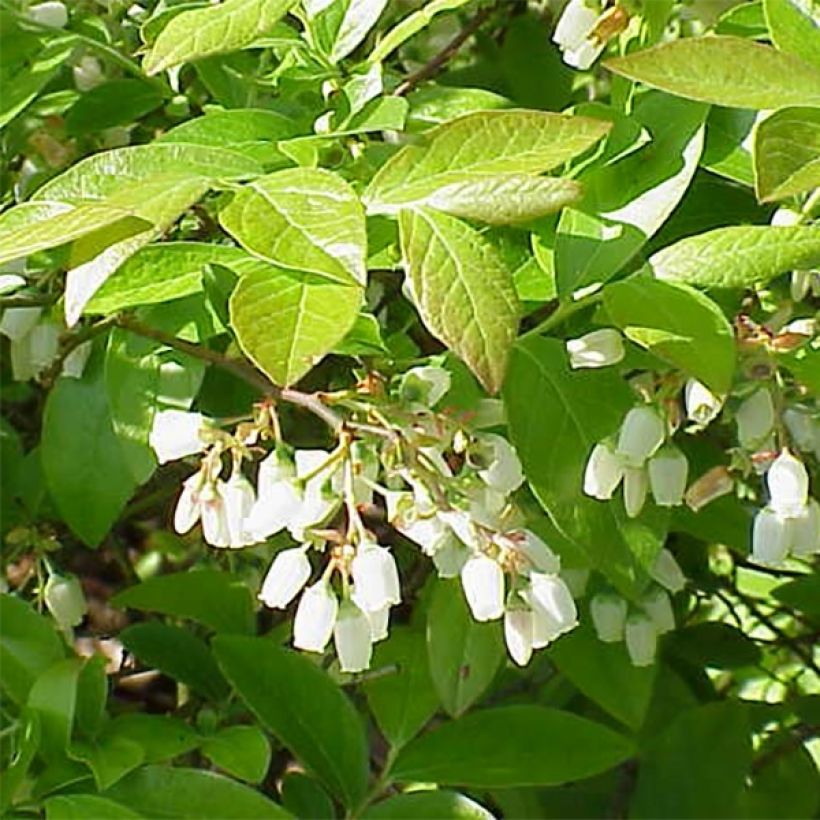 Amerikanische Blaubeere Brigitta Blue - Vaccinium corymbosum (Flowering)