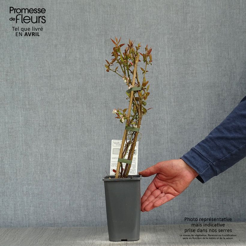 Exemplar von Amerikanische Blaubeere Brigitta Blue - Vaccinium corymbosum Topf mit 1,5L/2L, Strauch wie im Frühjahr geliefert