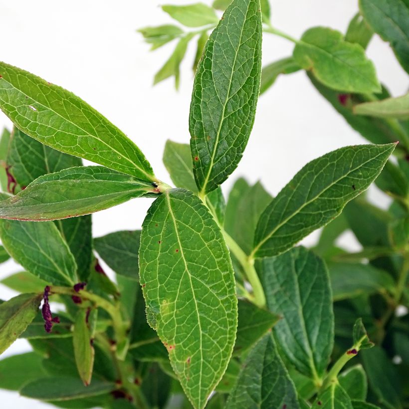 Amerikanische Blaubeere Emil - Vaccinium corymbosum (Foliage)