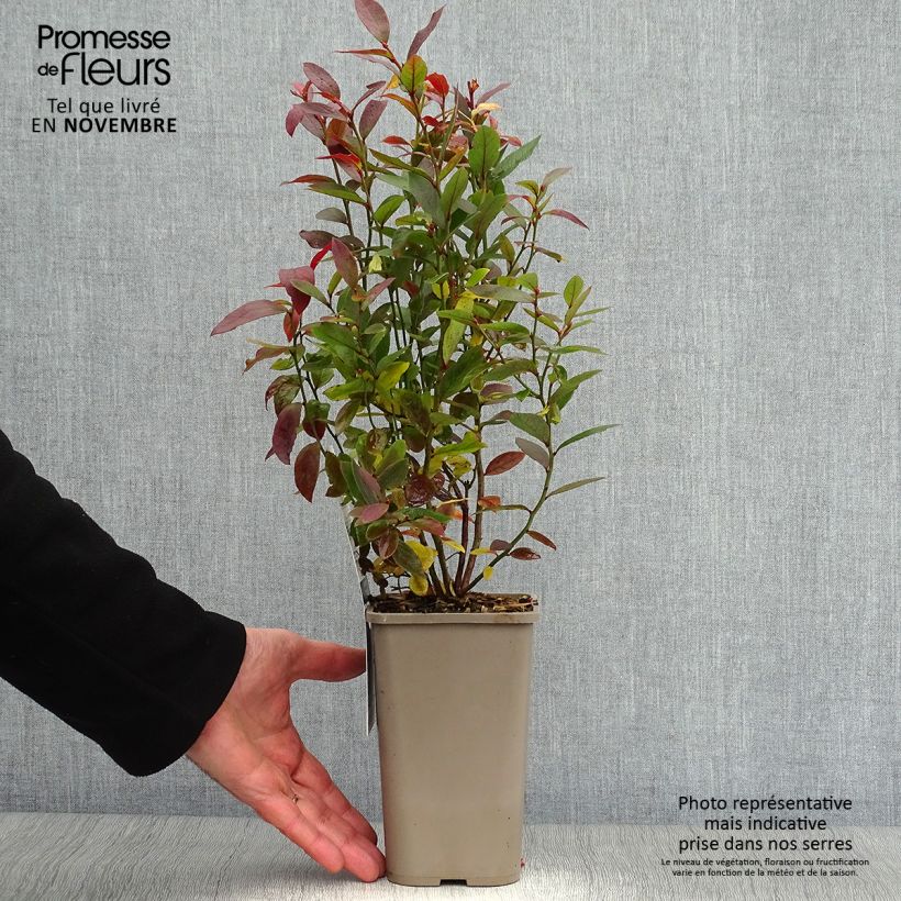 Example of Amerikanische Blaubeere Emil - Vaccinium corymbosum Topf mit 1,5L/2L, Strauch as you get in automne