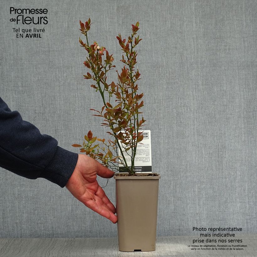 Exemplar von Amerikanische Blaubeere Emil - Vaccinium corymbosum Topf mit 1,5L/2L, Strauch wie im Frühjahr geliefert