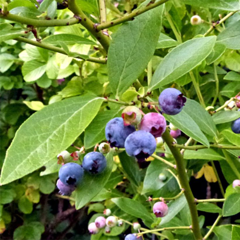 Amerikanische Blaubeere Goldtraube - Vaccinium corymbosum (Flowering)