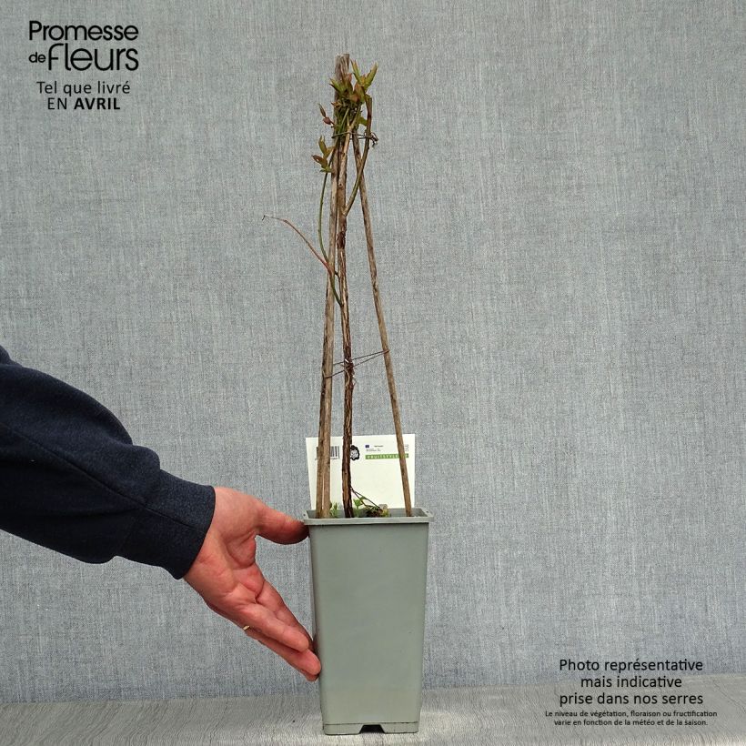 Exemplar von Amerikanische Blaubeere Goldtraube - Vaccinium corymbosum Topf mit 1,5L/2L, Strauch wie im Frühjahr geliefert