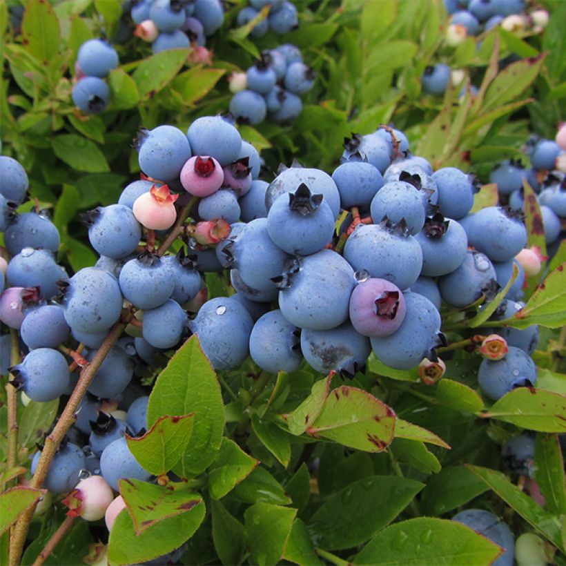 Amerikanische Blaubeere Jersey - Vaccinium corymbosum (Harvest)