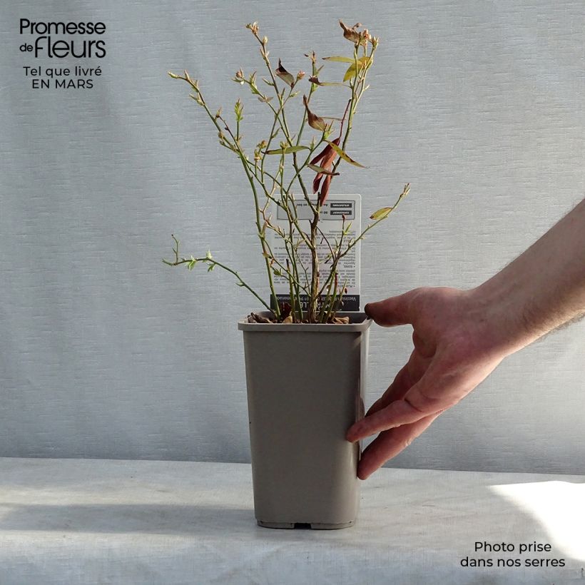 Exemplar von Heidelbeere Pink Lemonade - Vaccinium Topf mit 1L/1,5L, Strauch wie im Frühjahr geliefert