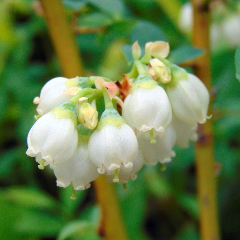 Heidelbeere Pink Lemonade - Vaccinium (Flowering)