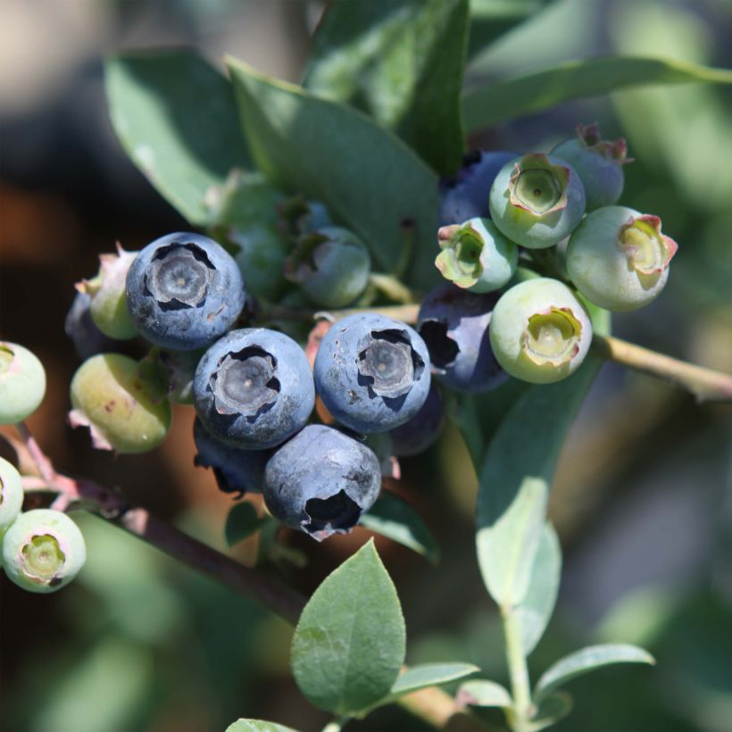 Heidelbeere Powder Blue - Vaccinium (Harvest)