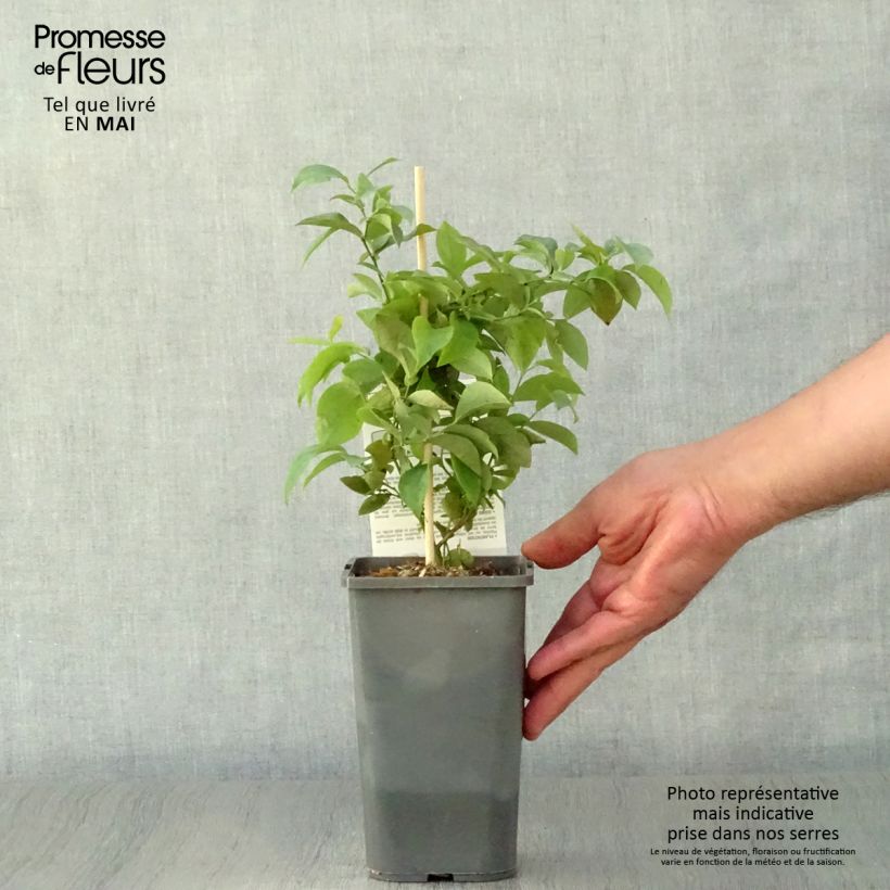 Exemplar von Heidelbeere Powder Blue Bio - Vaccinium Topf mit 1L/1,5L, Strauch wie im Frühjahr geliefert