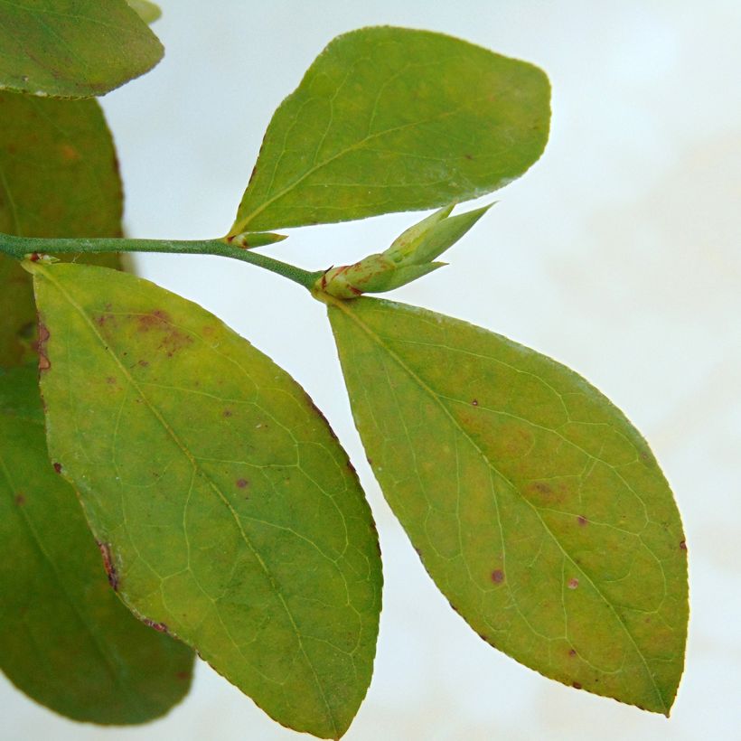 Heidelbeere Powder Blue - Vaccinium (Foliage)