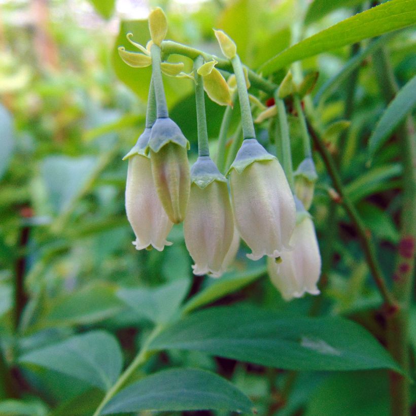 Heidelbeere Powder Blue - Vaccinium (Flowering)