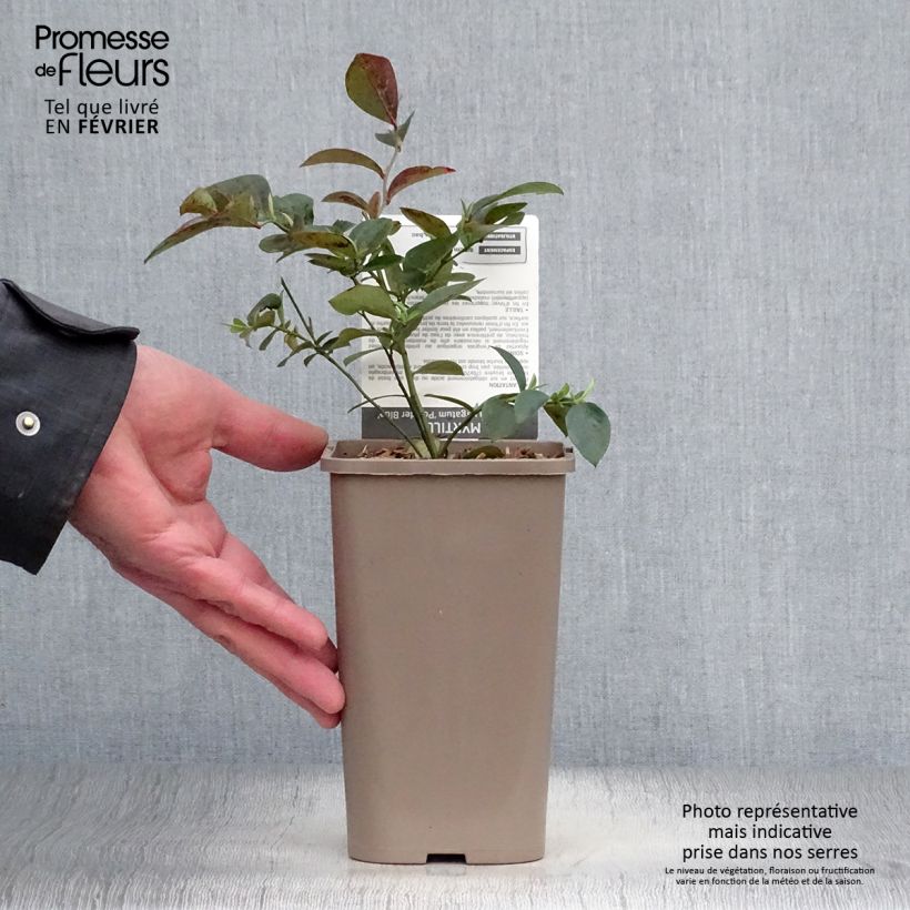 Exemplar von Heidelbeere Powder Blue - Vaccinium Topf mit 1,5L/2L, Strauch wie im Winter geliefert