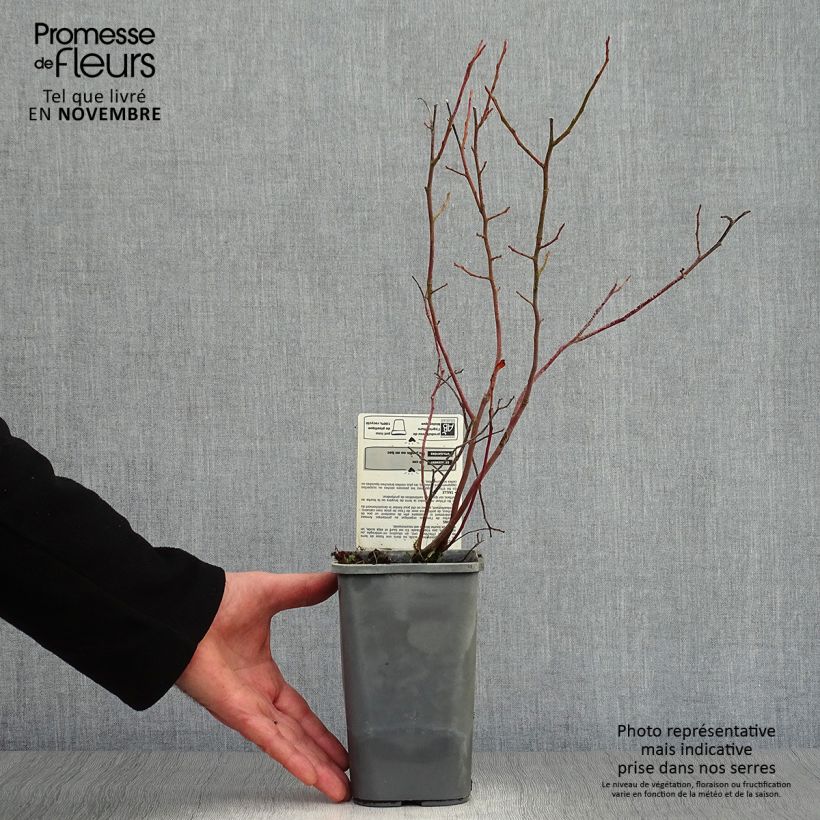 Example of Amerikanische Blaubeere Reka Bio - Vaccinium corymbosum Topf mit 1,5L/2L, Strauch as you get in automne