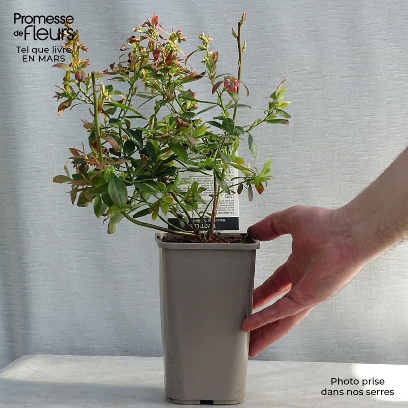 Exemplar von Amerikanische Blaubeere Sunshine Blue - Vaccinium corymbosum Kleine Töpfe von 8/9 cm, Strauch wie im Winter geliefert