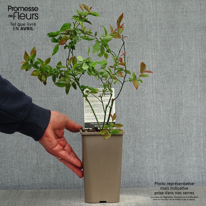 Exemplar von Amerikanische Blaubeere Sunshine Blue - Vaccinium corymbosum Kleine Töpfe von 8/9 cm, Strauch wie im Frühjahr geliefert